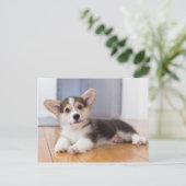 Pembroke Welsh Corgi Puppy Postkarte (Stehend Vorderseite)