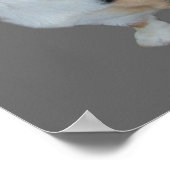 Pembroke Welsh Corgi Soulful Print Poster (Ecke)