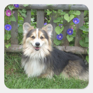 Pembroke Welsh Corgi Stickers