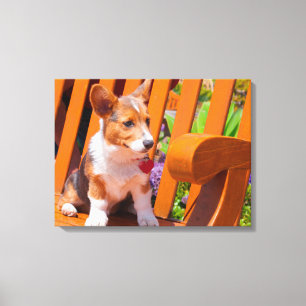 Pembroke Welsh Corgi-Welpe sitzt auf einer Parkban Leinwanddruck