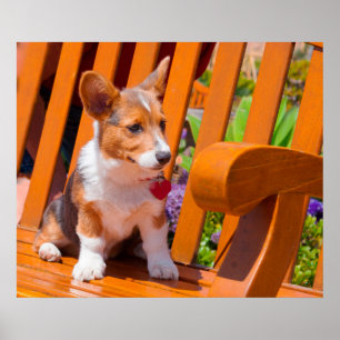 Pembroke Welsh Corgi-Welpe sitzt auf einer Parkban Poster