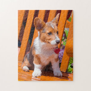 Pembroke Welsh Corgi-Welpe sitzt auf einer Parkban Puzzle