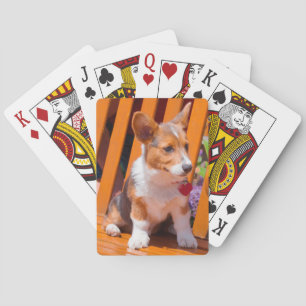 Pembroke Welsh Corgi-Welpe sitzt auf einer Parkban Spielkarten