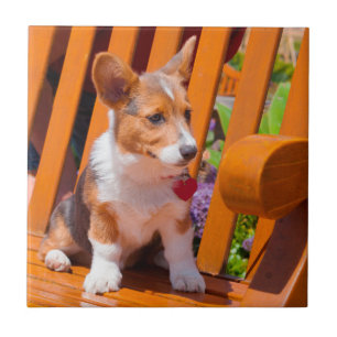 Pembroke Welsh Corgi Welpe sitzt auf Parkbank Fliese