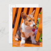 Pembroke Welsh Corgi Welpe sitzt auf Parkbank Postkarte (Vorne/Hinten)