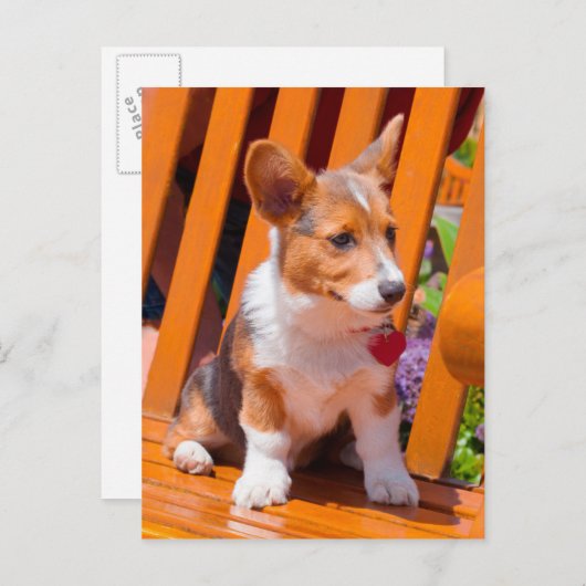 Pembroke Welsh Corgi Welpe sitzt auf Parkbank Postkarte (Vorne/Hinten)