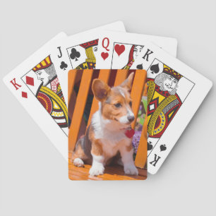 Pembroke Welsh Corgi Welpe sitzt auf Parkbank Spielkarten