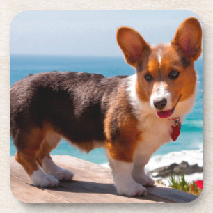Pembroke Welsh Corgi-Welpe steht auf einem Tisch Getränkeuntersetzer