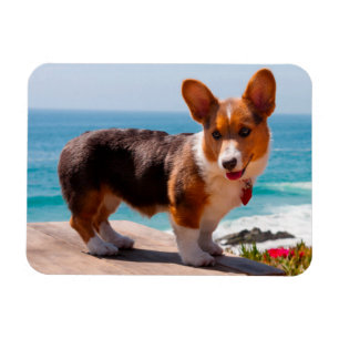 Pembroke Welsh Corgi-Welpe steht auf einem Tisch Magnet