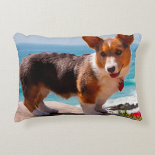 Pembroke Welsh Corgi-Welpe steht auf einem Tisch Zierkissen