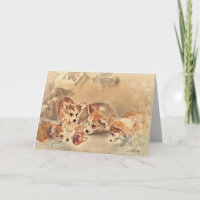 Pembroke Welsh Corgi Welppies