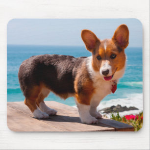 Pembroke Welsh Corgi Welppy auf dem Tisch stehend Mousepad