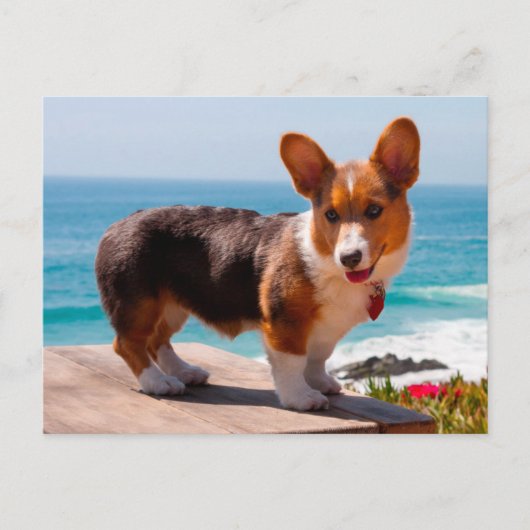 Pembroke Welsh Corgi Welppy auf dem Tisch stehend Postkarte (Vorderseite)