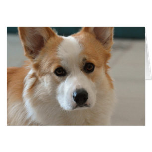 Pembrokewalisercorgigesicht