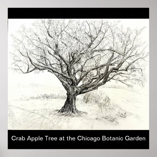 Pen und Tintenbaum zeichnend Poster (Vorne)