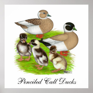Pencied Call Duck Family Poster