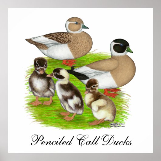 Pencied Call Duck Family Poster (Vorne)