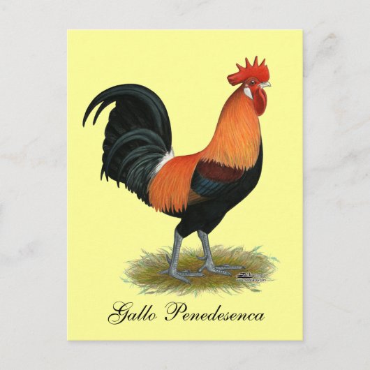 Penedesenca Rooster Postkarte (Vorderseite)