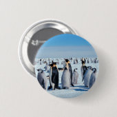 Penguin-Ansammlung Button (Vorne & Hinten)