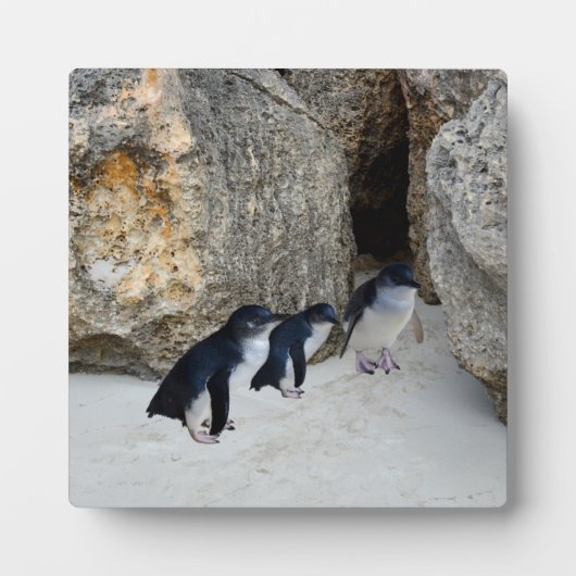 Penguin Beach House, Fotoplatte (Vorderseite)