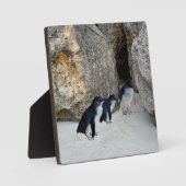 Penguin Beach House, Fotoplatte (Vorderseite)