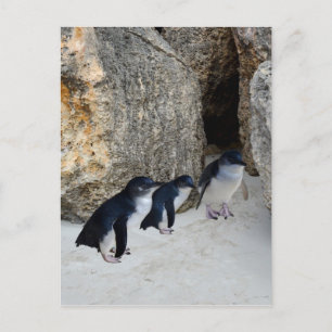Penguin Beach House, Postkarte