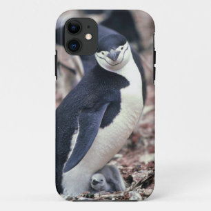Penguin Bird Süße Tier Schwarz-weißes Wasser iPhone 11 Hülle