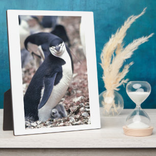 Penguin Bird Süße Tier Schwarz-weißes Wasser Fotoplatte
