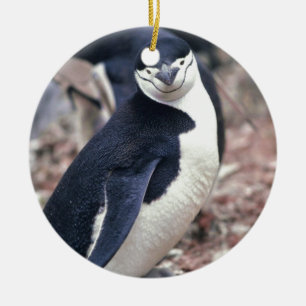 Penguin Bird Süße Tier Schwarz-weißes Wasser Keramik Ornament