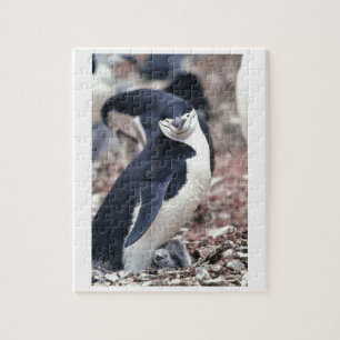 Penguin Bird Süße Tier Schwarz-weißes Wasser Puzzle