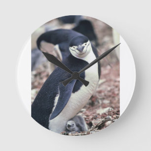 Penguin Bird Süße Tier Schwarz-weißes Wasser Runde Wanduhr