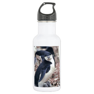 Penguin Bird Süße Tier Schwarz-weißes Wasser Trinkflasche