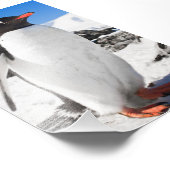 Penguin Closeup Fotodruck (Ecke)