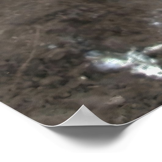 Penguin Closeup Poster (Ecke)