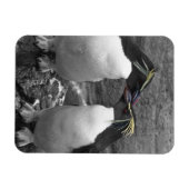 Penguin Colour Splash Magnet (Horizontal)
