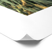 Penguin Cuddle Poster (Ecke)