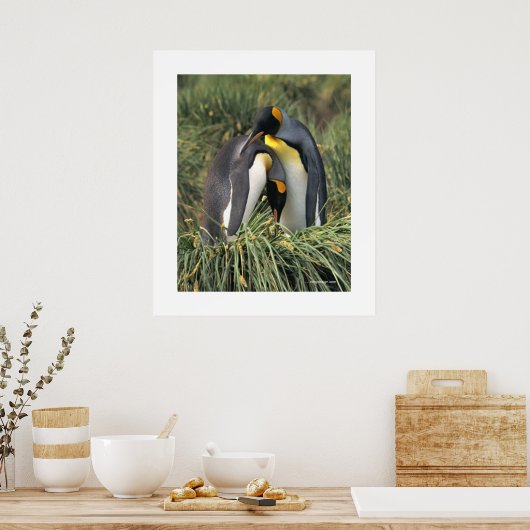 Penguin Cuddle Poster (Küche)