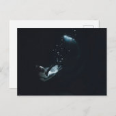 Penguin Dive Postkarte (Vorne/Hinten)