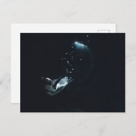 Penguin Dive Postkarte (Vorne/Hinten)