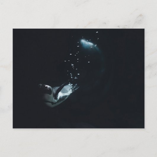 Penguin Dive Postkarte (Vorderseite)