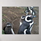 Penguin-Familie Poster (Vorne)