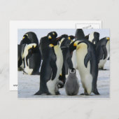 Penguin-Familienkarte Postkarte (Vorne/Hinten)