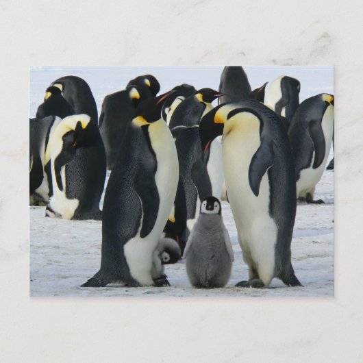 Penguin-Familienkarte Postkarte (Vorderseite)