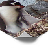 Penguin-Familienportrait Poster (Ecke)