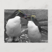 Penguin-Farbenexplosion Postkarte (Rückseite)