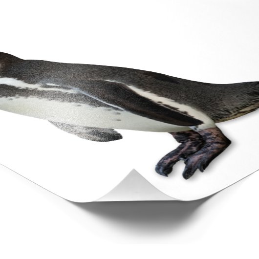 Penguin Fotodruck (Ecke)