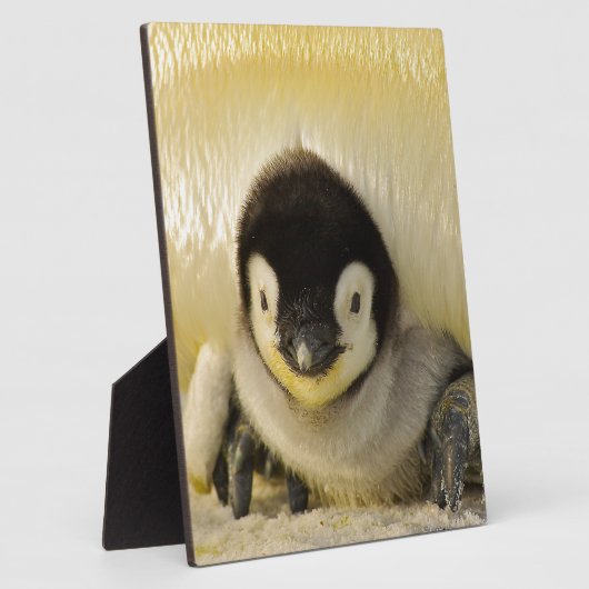 Penguin Fotoplatte (Seite)