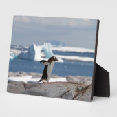 Penguin in front of an ice arch fotoplatte (Seite)
