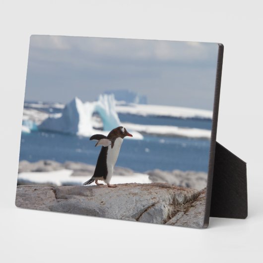 Penguin in front of an ice arch fotoplatte (Seite)