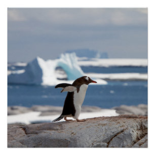 Penguin in front of an ice arch poster